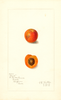 Japanese Apricot, Royal (1908)