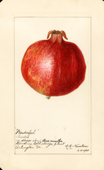 Pomegranates, Wonderful (1920)