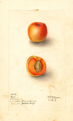 Japanese Apricot, Royal (1909)