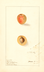 Japanese Apricot, Russian (1910)