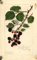 Blackberries (1913)