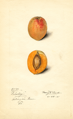 Japanese Apricot, Schologi (1915)