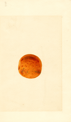 Japanese Apricot (1914)