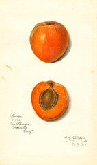 Japanese Apricot, Sharpe (1915)