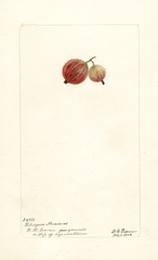 Gooseberries, Ribesgros Abenarius (1902)