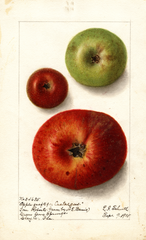 Apples (1905)