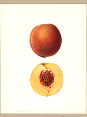 Peaches, Fertile Hale