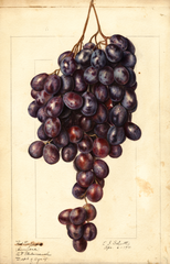 Grapes, Red Emperor (1911)