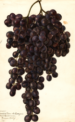 Grapes, Muscat Noir De Hangrie