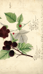 Black Raspberries (1891)