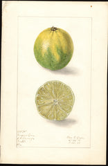 Limes, Persian Lime (1909)