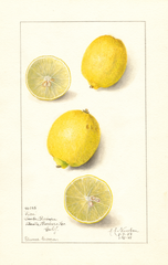 Lemons, Pica (1908)