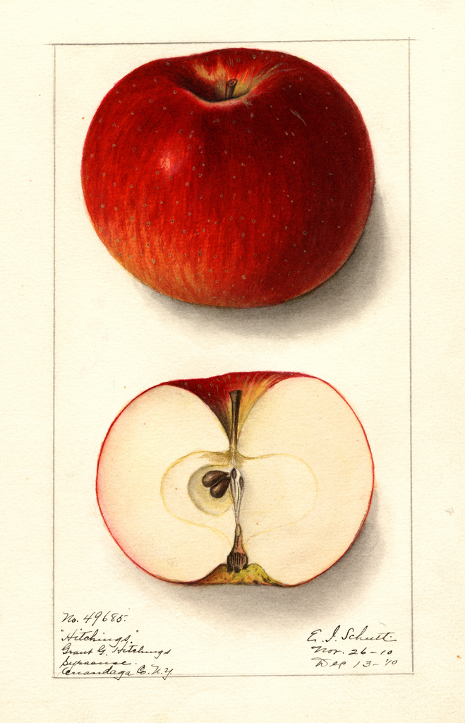 Apples, Hitchings (1910)