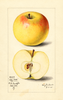 Apples, Polly Eades (1915)