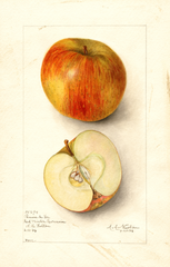 Apples, Pomme De Fer (1906)