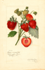 Strawberries, Commonwealth (1914)