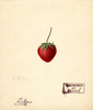 Strawberries, Lida (1889)