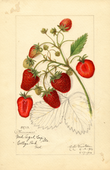 Strawberries, Tennessee (1916)