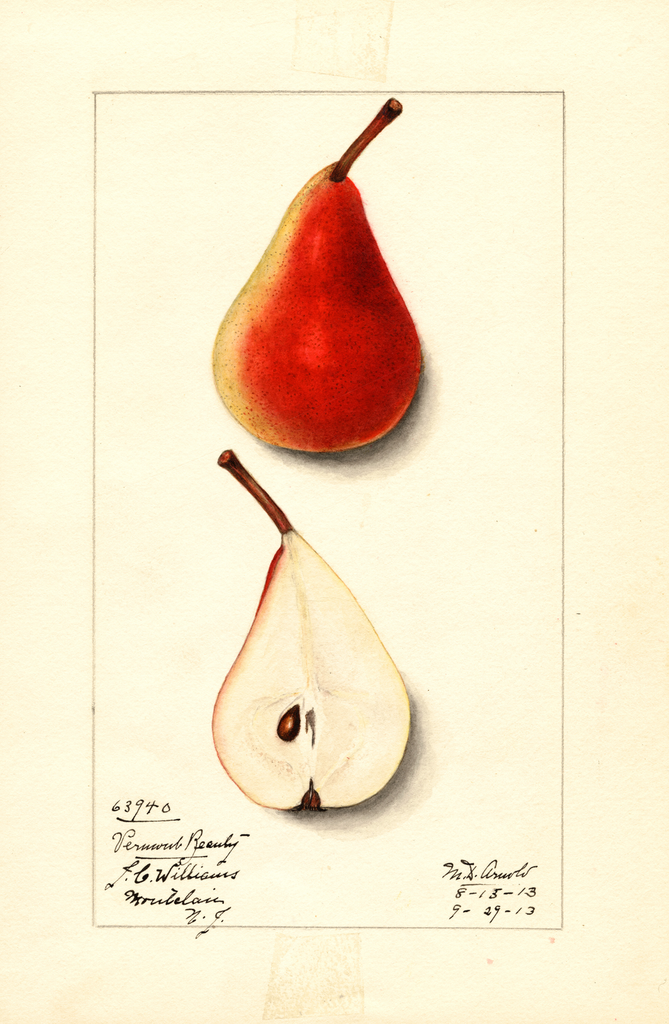 Pears, Vermont Beauty (1913)