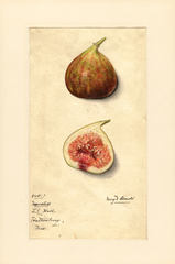 Figs, Nameless (1915)