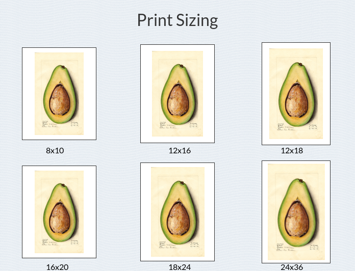 Print Vintage Butler Visualizations on of Avocados, Poster (1914)